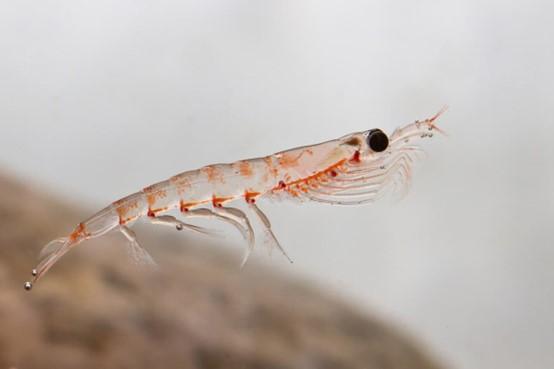 <b>科学家模仿磷虾开发成群的水生机器人</b>